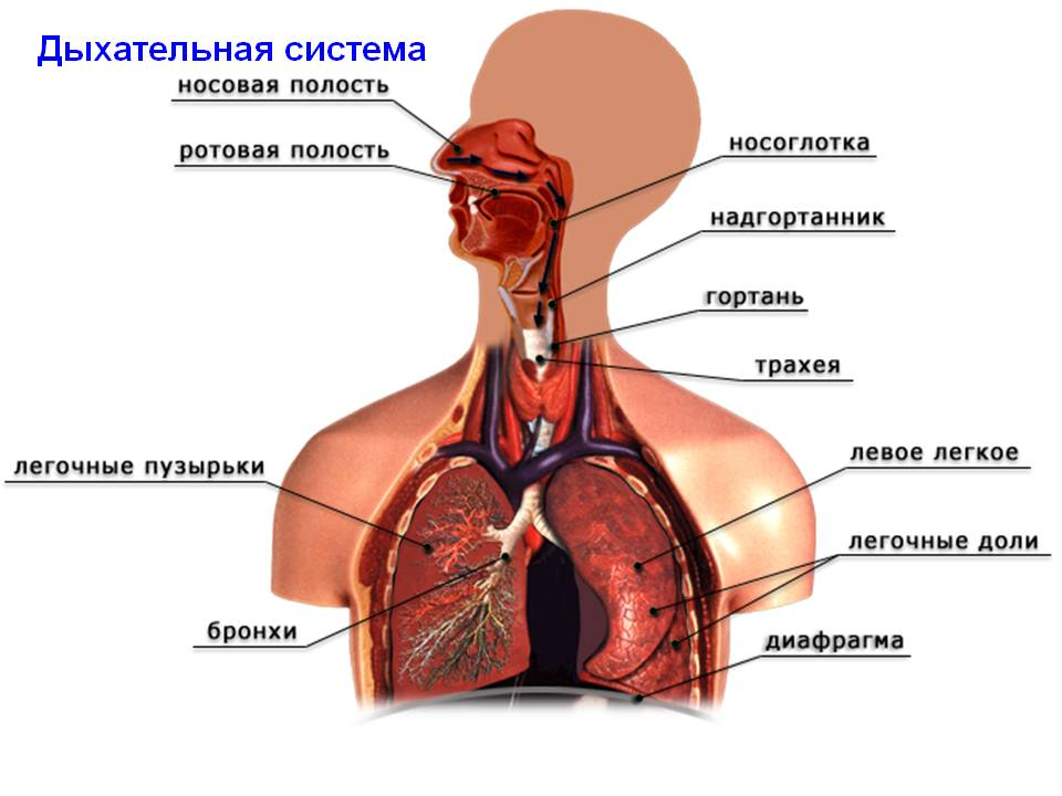 Трахея при вдохе. Строение дыхательной системы. Строение системы органов дыхания. Анатомии строение дыхательной системы анатомия. Анатомические образования относящиеся к дыхательной системе.