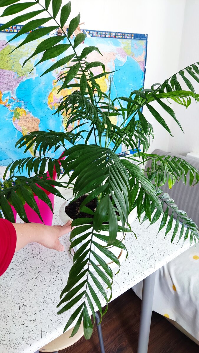 Взрослое 5-6 летнее растение