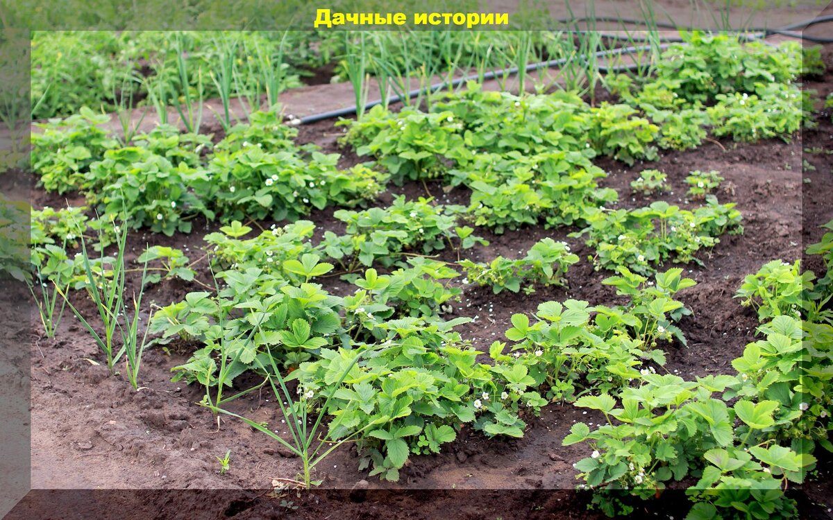 https://vk.com/photo-159774511_457253635