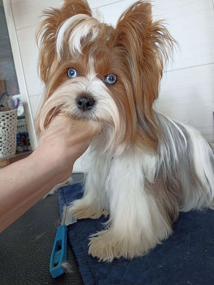 Как вам такой тип йорка, нравится  или нет? 