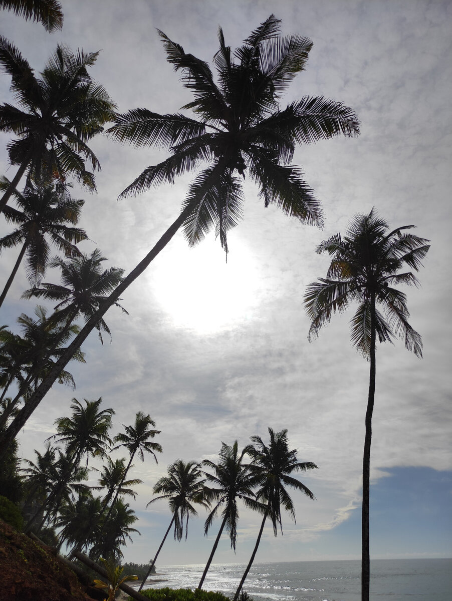 Индийский океан, Шри-Ланка, г. Мирисса
