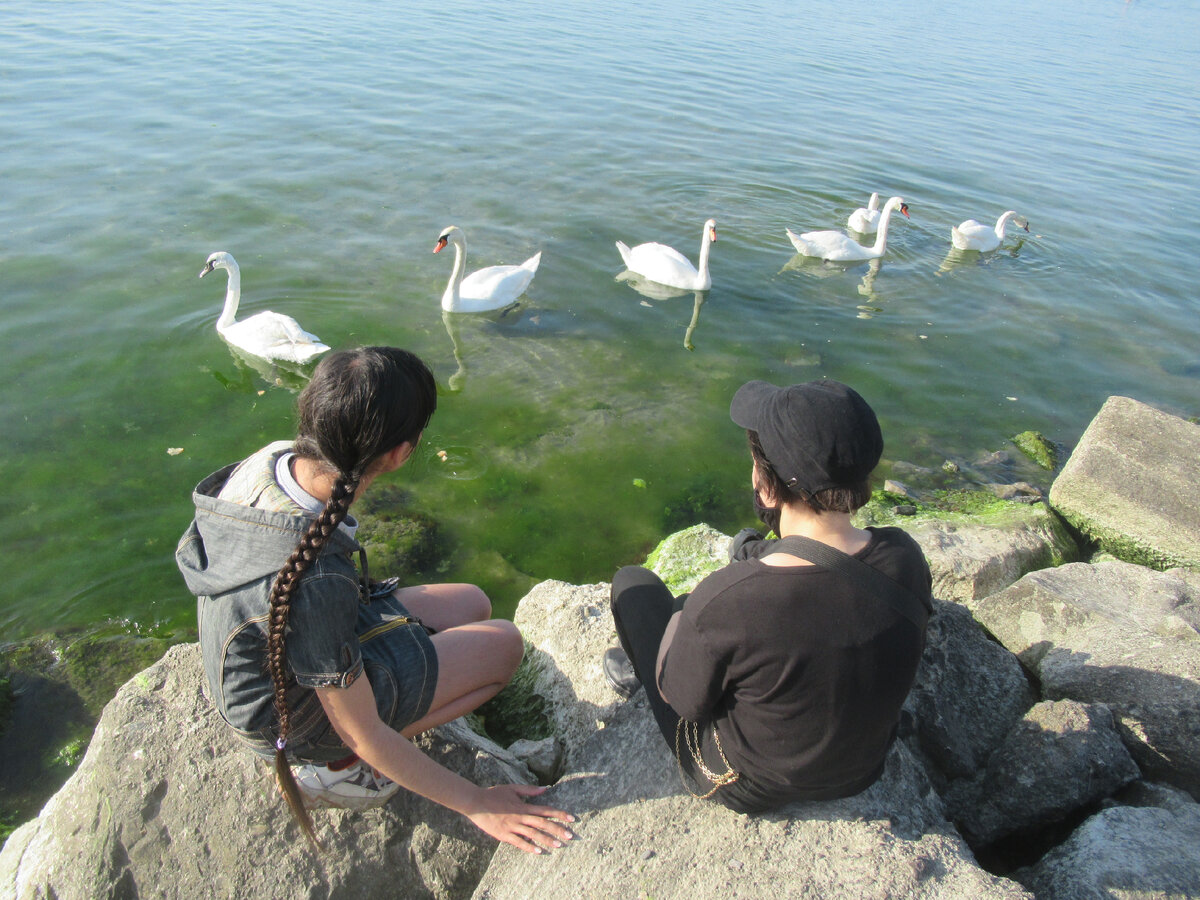 Анапа, 1 июня. Лебеди живут здесь постоянно возле самого пляжа уже долгое время. Жаль не помню целиком из историю появления