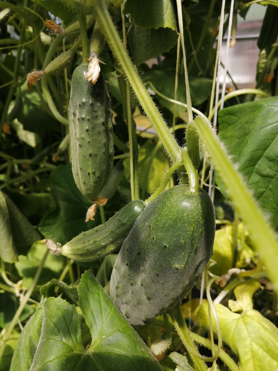 Плодоношение огурцов после ряда обработок от болезней и вредителей. 