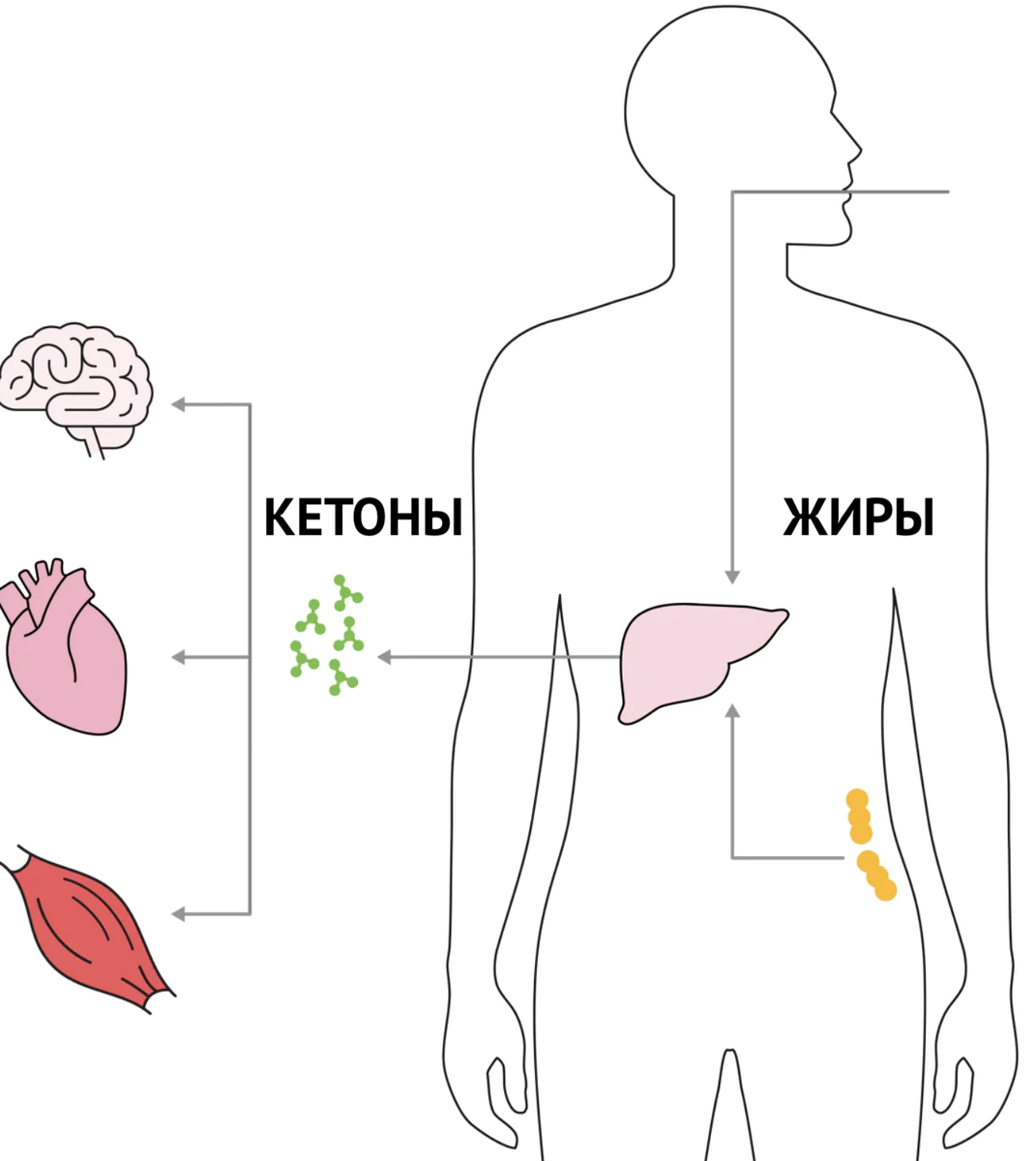 Изображение процесса кетоза