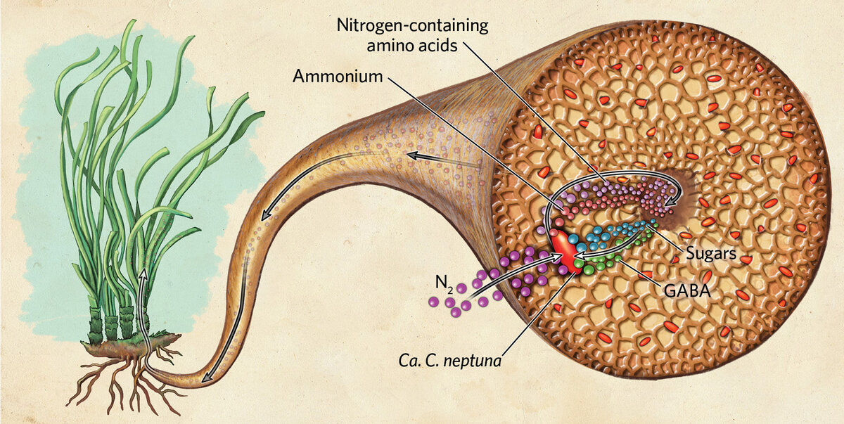 C. neptuna получает азот из окружающей среды и преобразует его в аммоний, который используется для производства аминокислот. Бактерии делятся аммонием и аминокислотами с морской травой, которая взамен поставляет сахара. Рис. : MESA SCHUMACHER