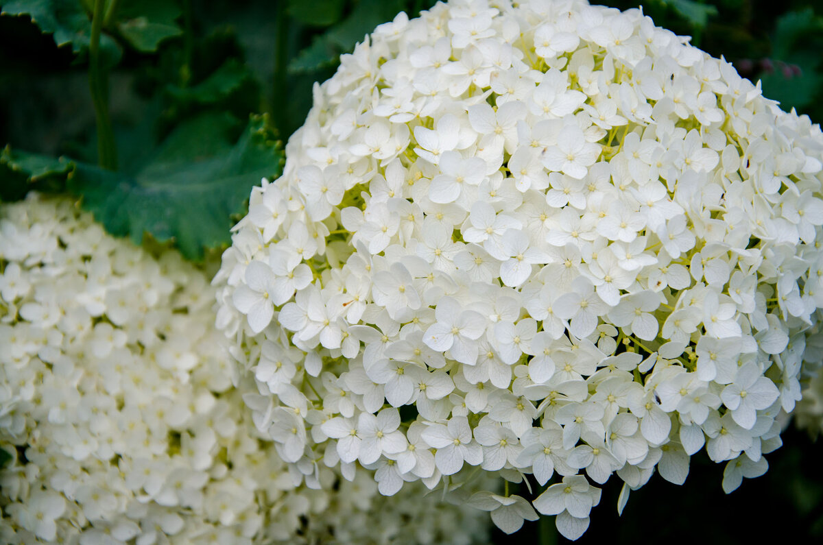 Гортензия Аннабель