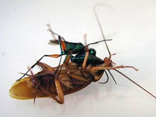 фото: tehlnsider.  Изумрудная оса атакует.