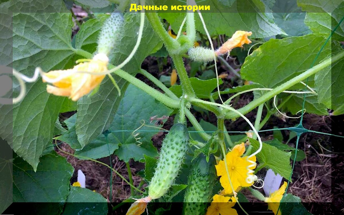 Завязи огурцов желтеют и отваливаются чем подкормить. Огурцы пожелтели. Пероноспороз на огурцах. Огуречный спас. Пероноспороз огурцов препараты.