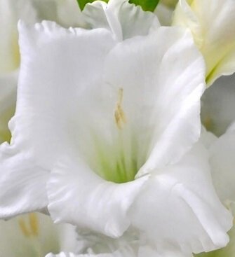 Гладиолус гарлемский