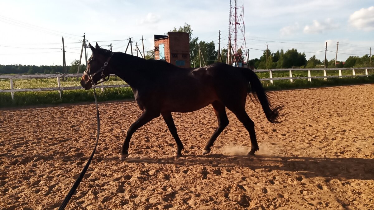 Работа на корде - важная часть тренинга и хорошее дополнение моциона лошади. Фото из личного архива.