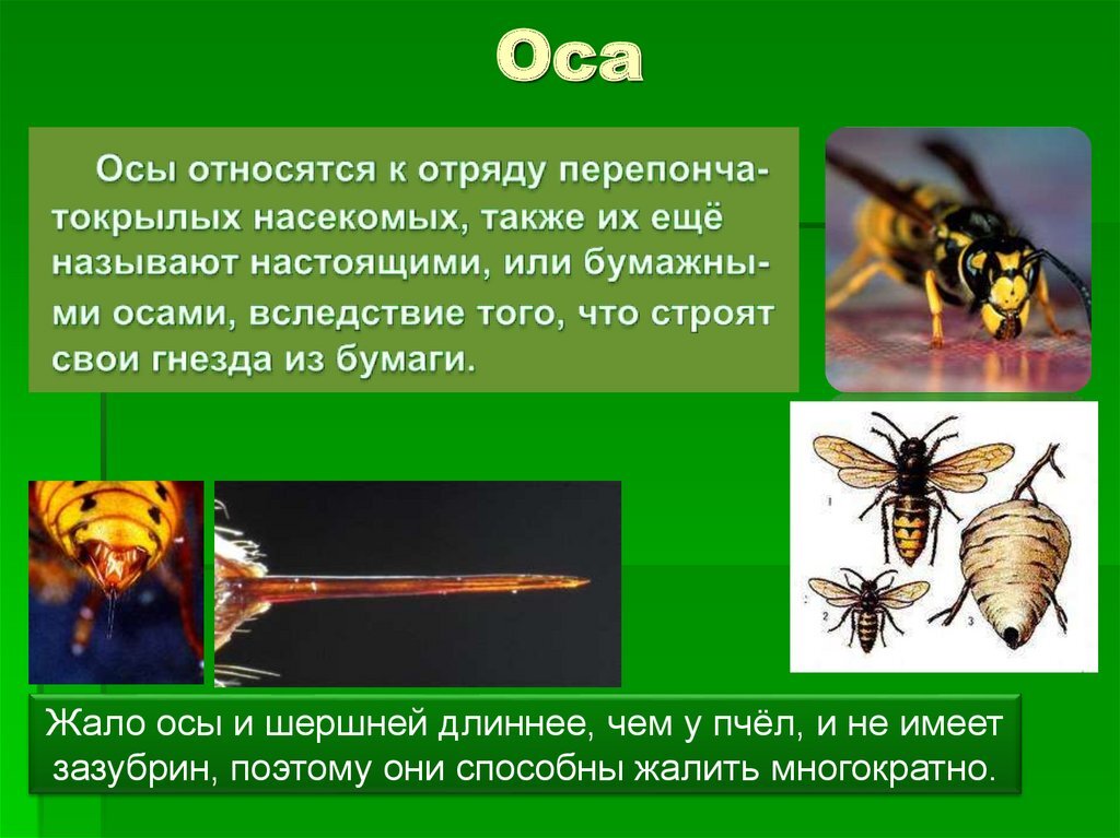 Для чего нужны осы в природе. Осы. Оказание 1 помощи при укусе осы. Ужалила Оса первая помощь.