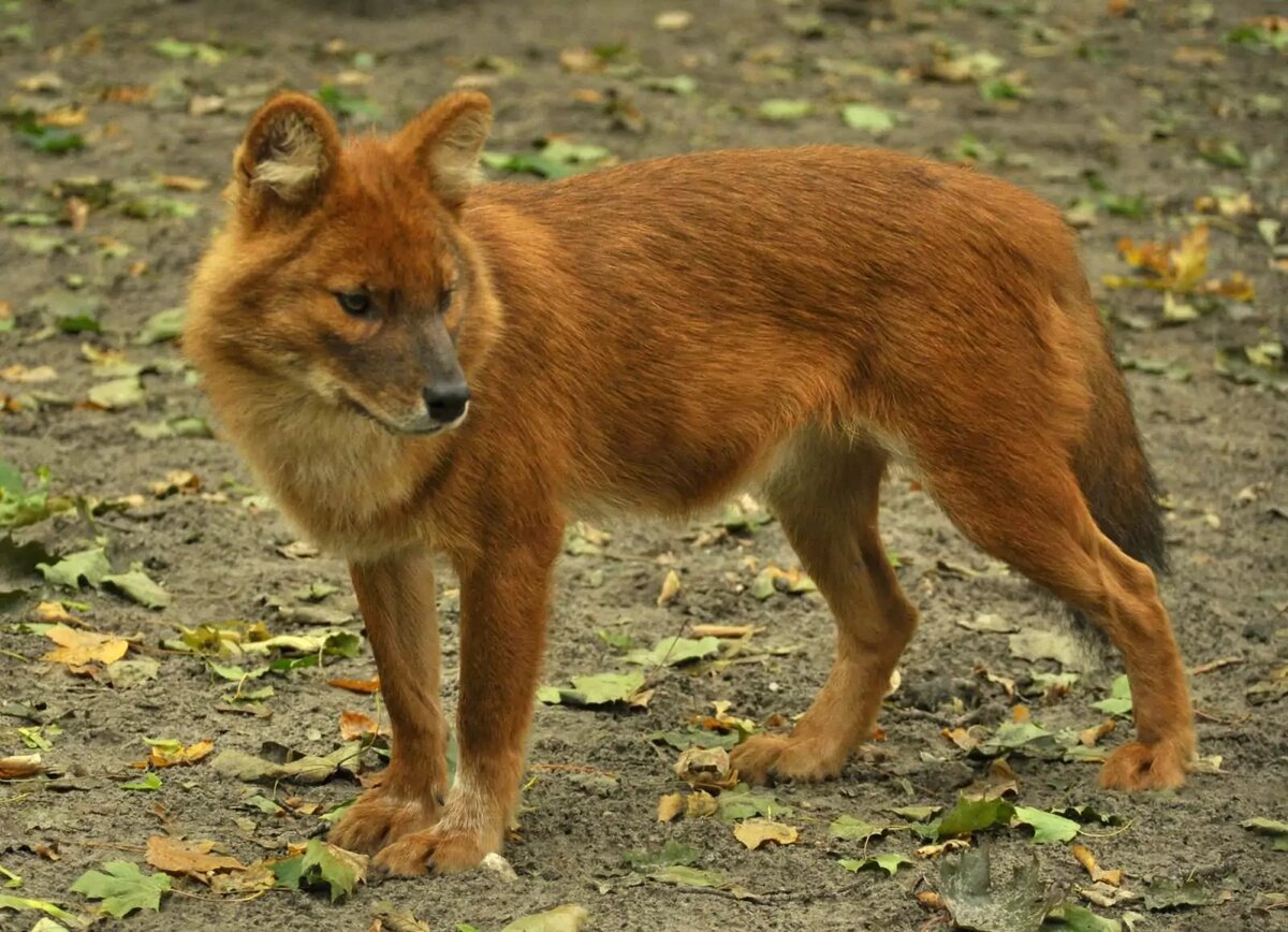 Красный волк cuon Alpinus