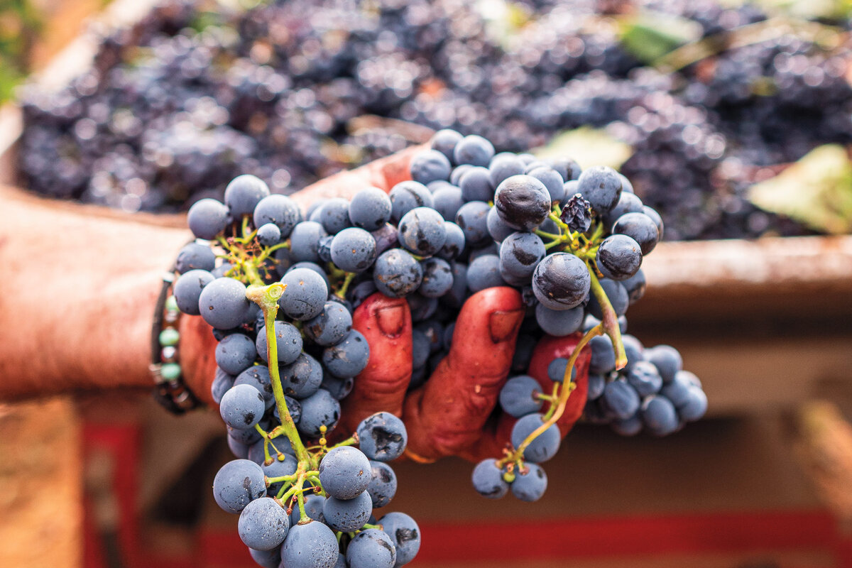 грузовой витис. нерелло маскалезе сорт винограда. витис мария. сорт винограда неро ди троя. неро д'авола сорт винограда сицилия.