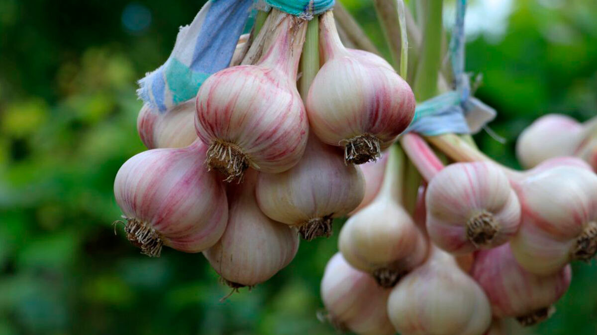 От такого чесночка никто не откажется