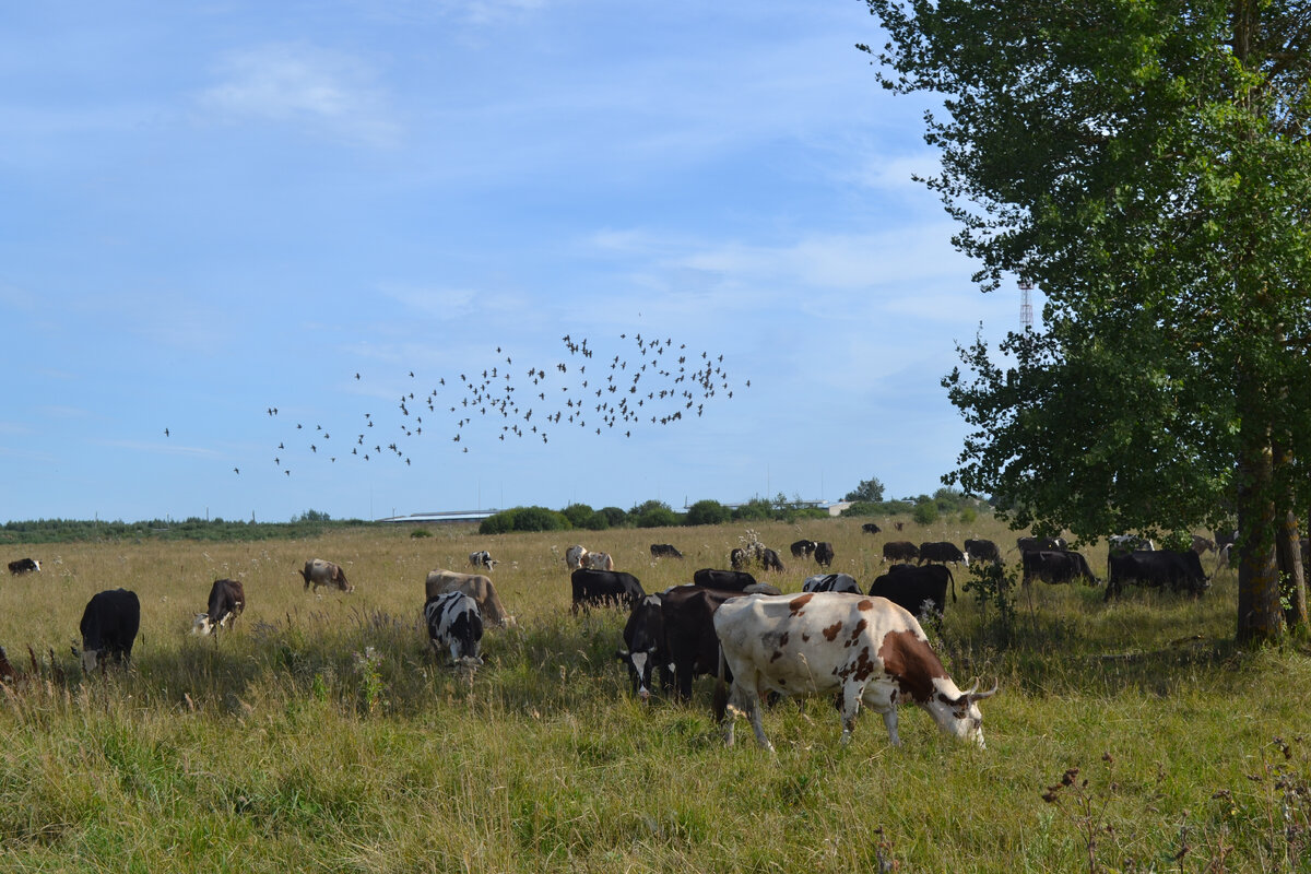 Окрестности д. Лихарево, август 2022.
