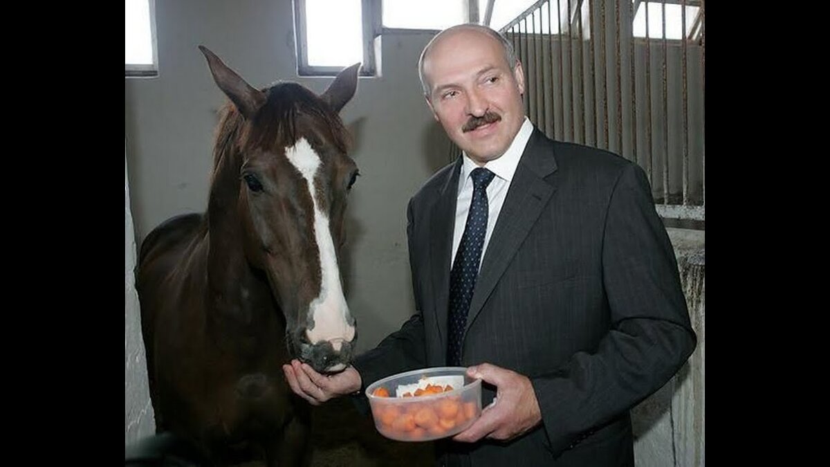 Александр Лукашенко подкармливает коня