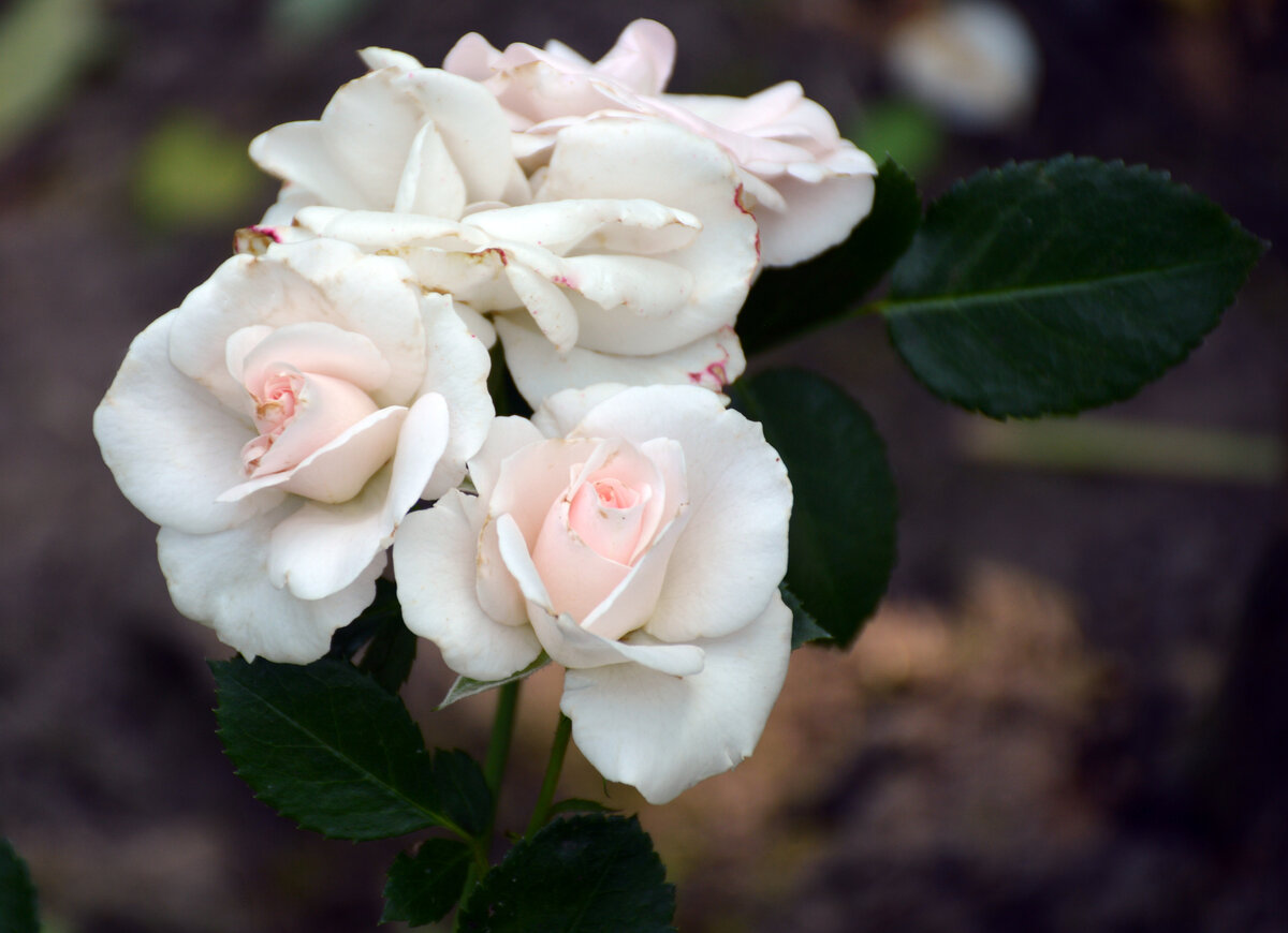 Розочка Аспирин, селекция Тантау. Все фотографии в статье мои, розы - тоже