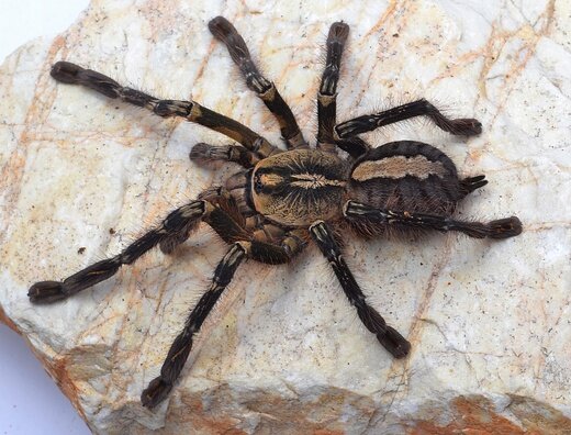 Poecilotheria. Фото из Интернета