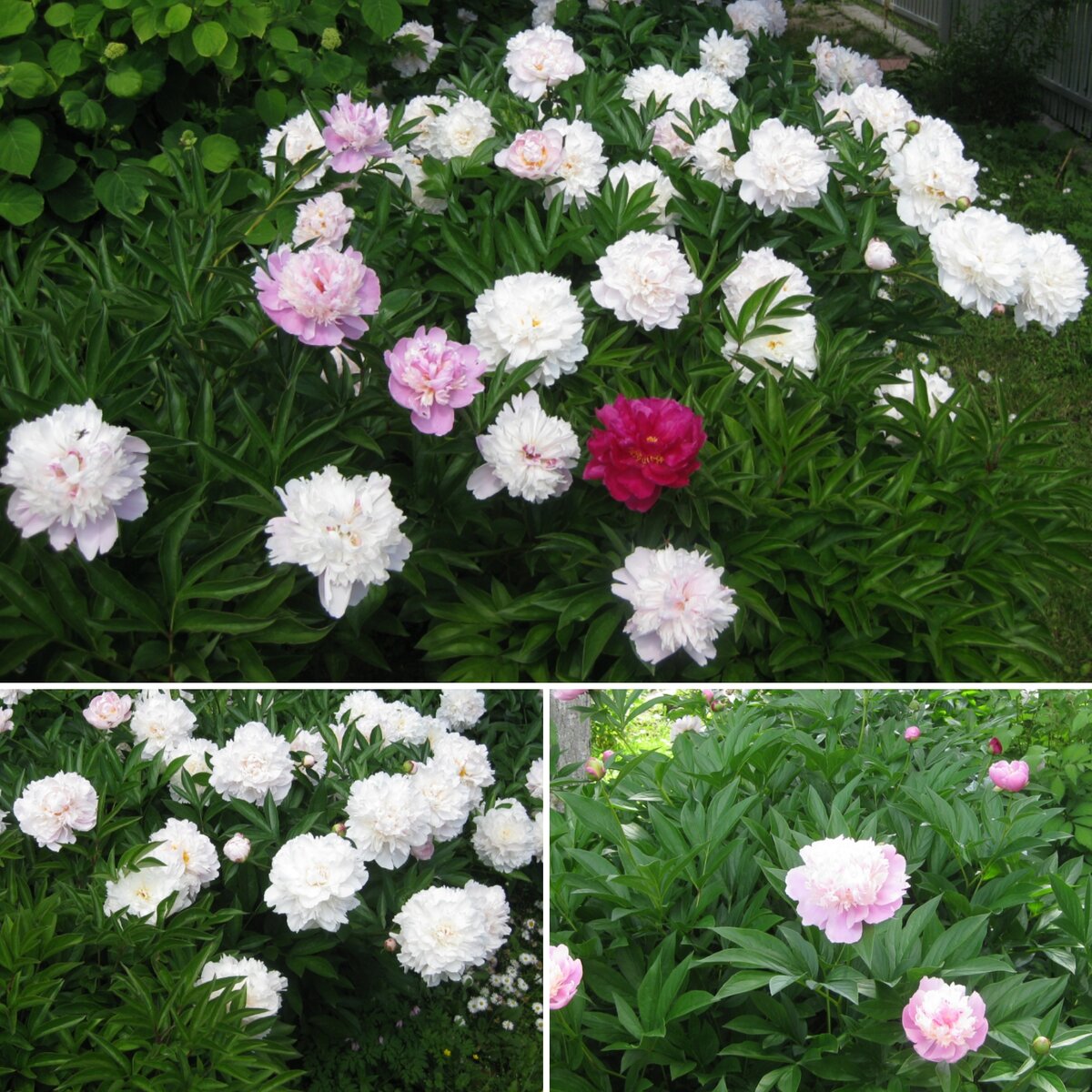 Красавцы-пионы