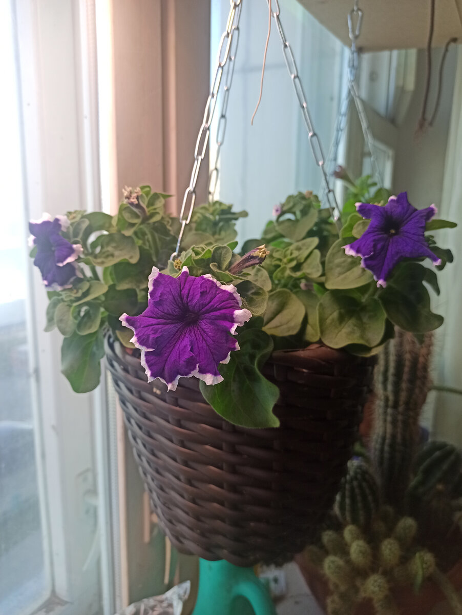 Петуния "Татьяна" апрель 2022, фото автора