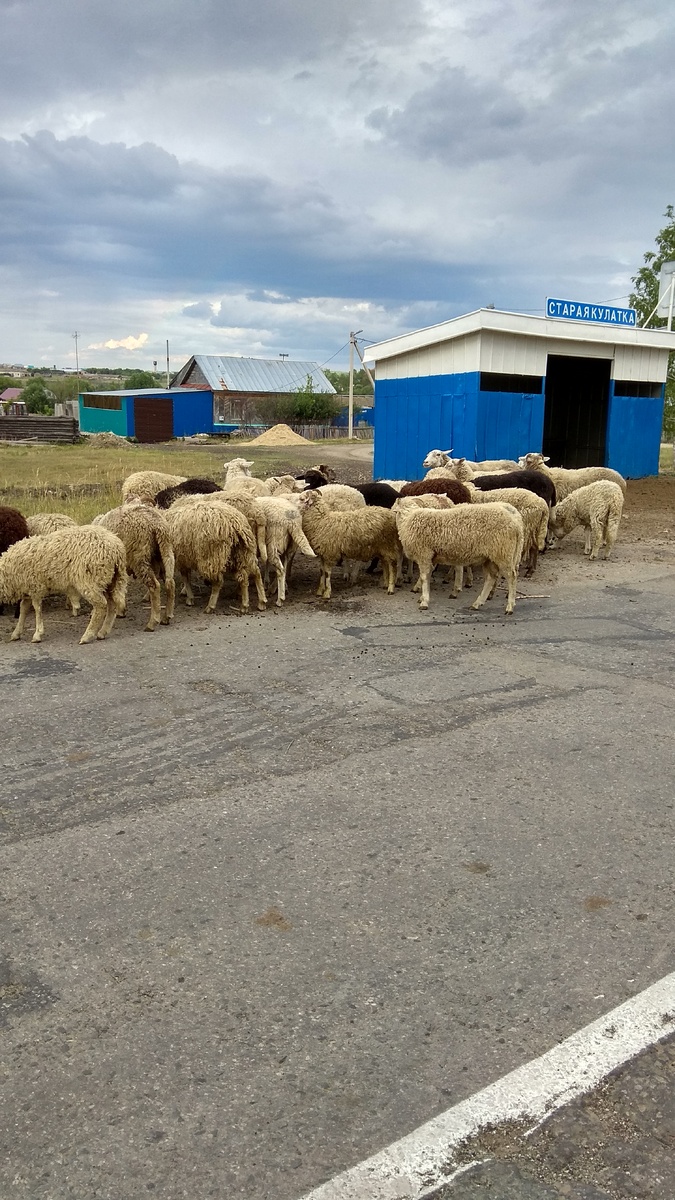 Вот она деревенская жизнь