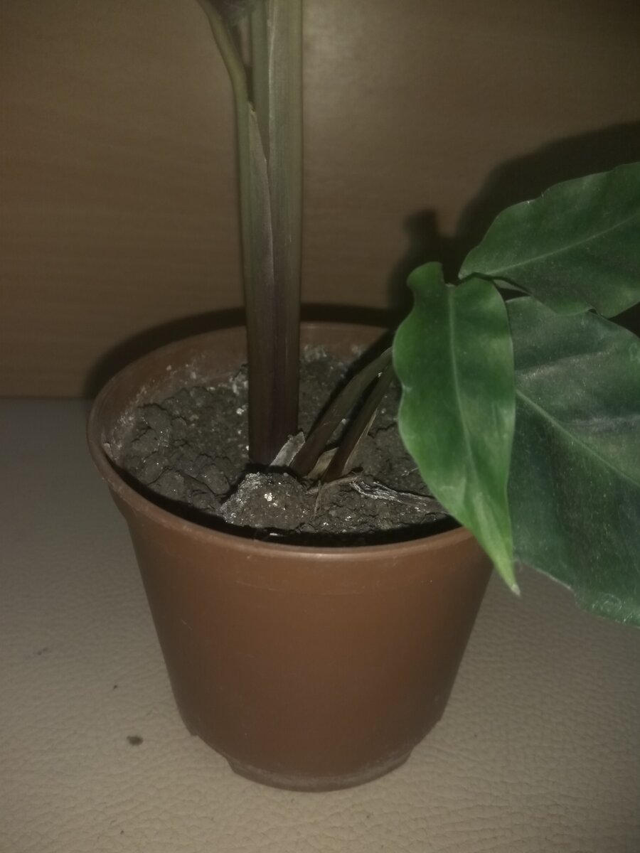 При пересушивания марантовые скручивают листья для экономии влаги.