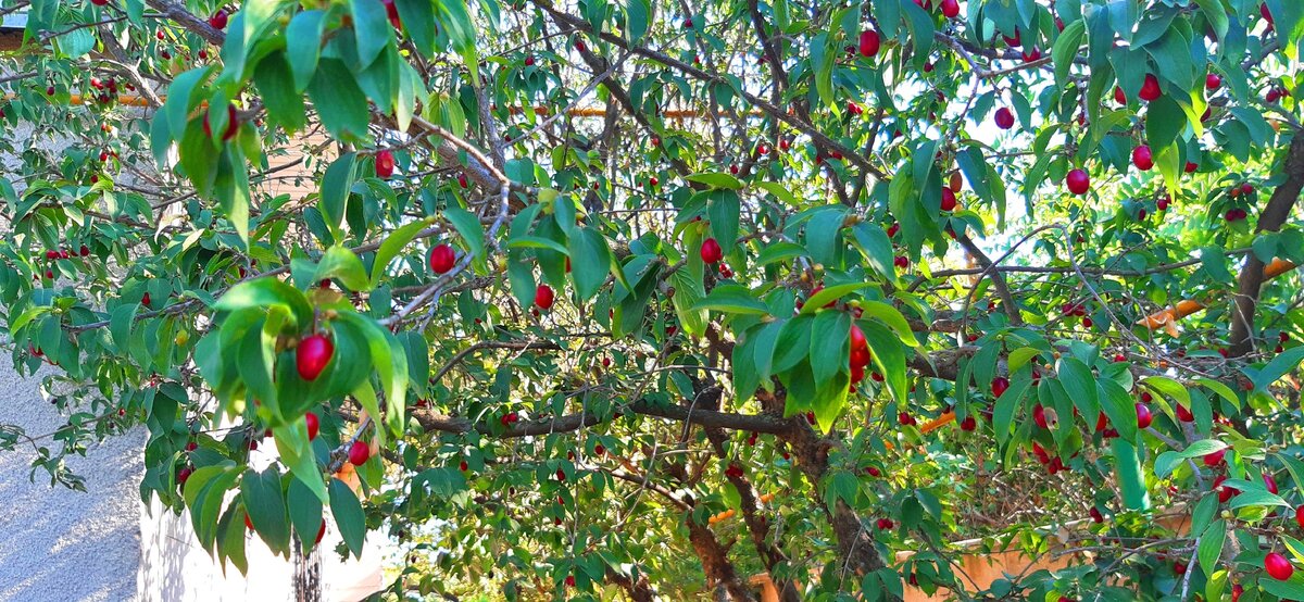 Наш кизил (фото автора)