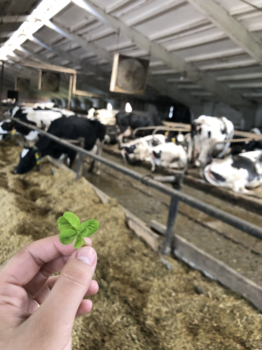 Клевер - питательное растение :)