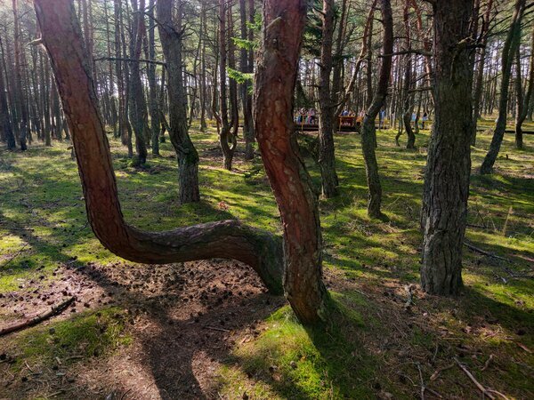 Танцующий лес