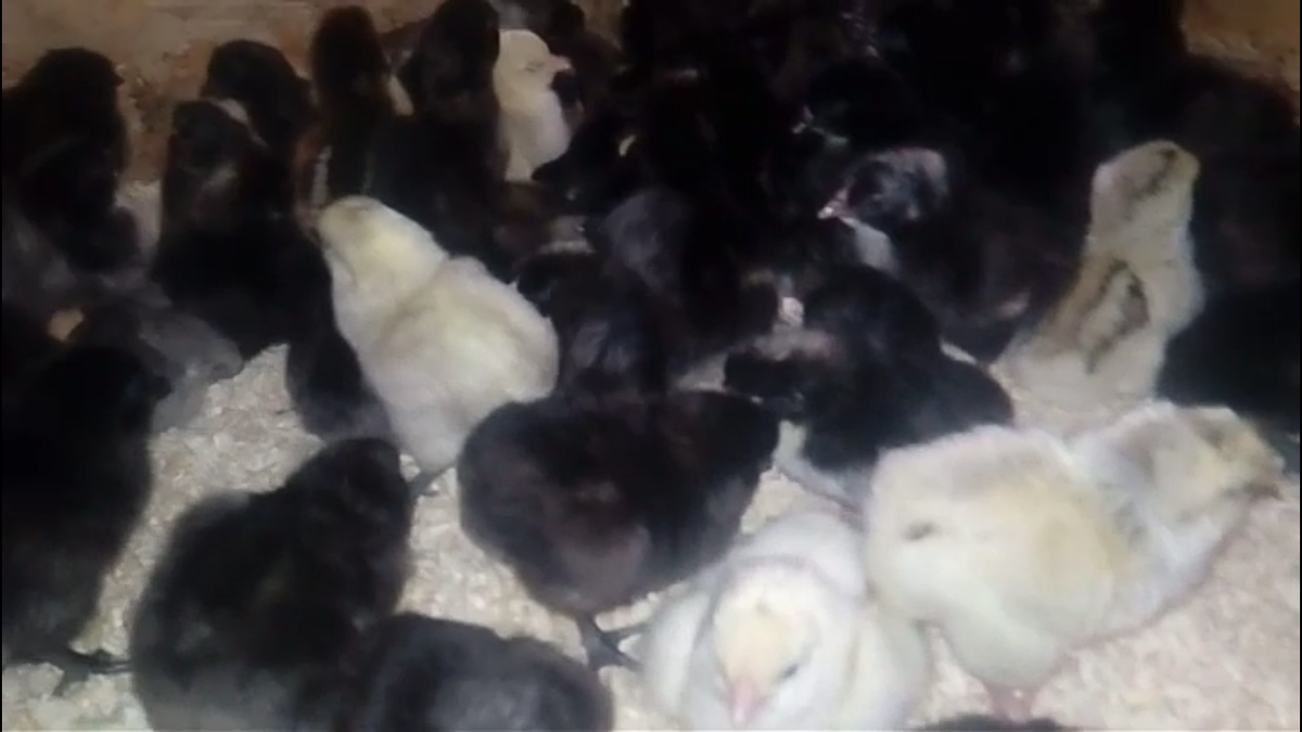 Первые дни жизни цыплят в брудере