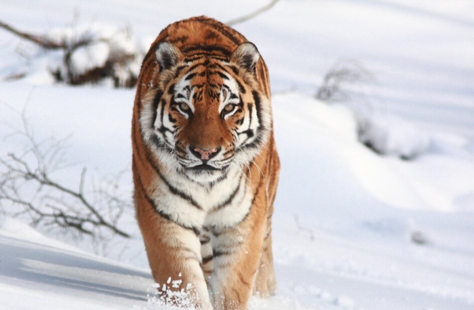 С 2010 года Русское географическое общество поддерживает проект "Амурский тигр". Его цель — изучение состояния популяции амурского тигра, разработка научных основ для сохранения этого животного, привлечение внимания общественности к проблеме сохранения амурского тигра в России.

Амурский тигр — один из самых крупных наземных хищников нашей планеты и один из самых малочисленных подвидов тигра, занесённый в Красную книгу. Единственный из своих сородичей, освоивший жизнь в снегах. 

К 40-м годам ХХ века на планете насчитывалось меньше 50 особей. В 1947 году амурского тигра взяли под охрану — в СССР охоту на него полностью запретили. Но популяция росла крайне медленно — к 2010 году их было не более 400.

Причин этого несколько. Первая и основная — браконьерство, причём не только отстрел самих хищников, но и охота на травоядных, которыми тигры питаются. Вторая — гибель тигров от рук местных жителей, скотина которых время от времени оказывалась добычей хищников. Третья — вырубка лесов и сокращение территории, на которой тигры чувствуют себя комфортно.

С тех пор как РГО начало вести серьёзную работу по восстановлению популяции амурского тигра, ситуация заметно улучшилась: к 2019 году их количество увеличилось примерно до 600. Порядка 95% всей популяции обитает на Дальнем Востоке России, 5% — в Китае; единичные особи встречаются на территории еще 12 азиатских стран.  

За десять лет было сделано следующее.

• 2010 год — Русское географическое общество начало поддерживать проект "Амурский тигр", самый долгосрочный в мире по сохранению и изучению хищника. 