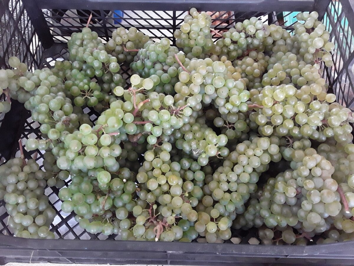 "Кинельский-1"