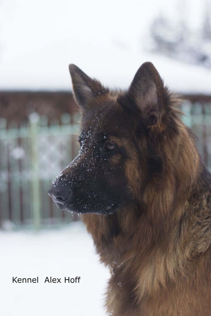 Питомник alex hoff. Dark souls 3 великий волк, хранитель могилы. Псы хранители 3. Алекс хофф питомник немецких овчарок. Ольга назарова пес из породы хранителей.