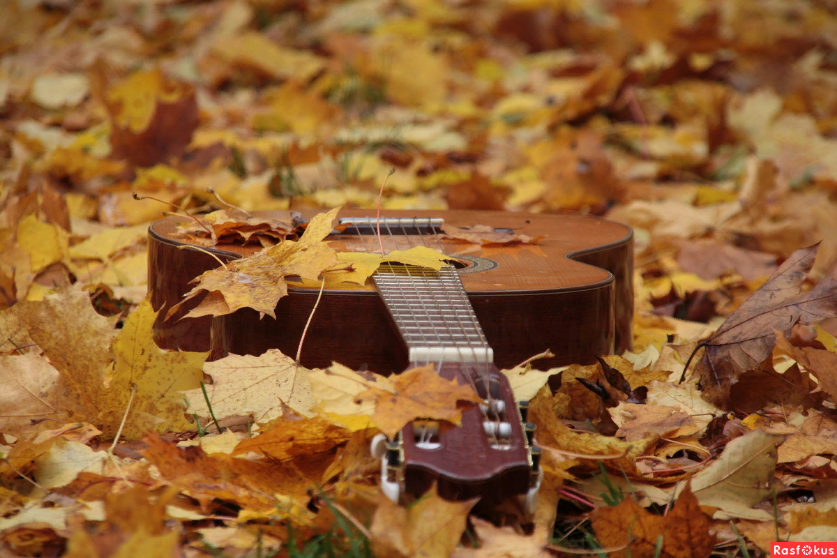 Шелест листвы. Листья шуршат звук. Куча сухих листьев. Rustling sound. Листья шуршат звук.