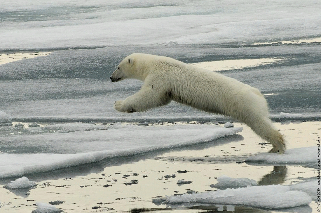 Животные на новой земле. Национальный парк русская Арктика новая земля. Белушья губа белый медведь. Белушья губа медведи. Северный Ледовитый океан белый медведь.