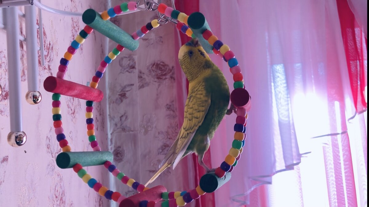 Изучение новой игрушки. 