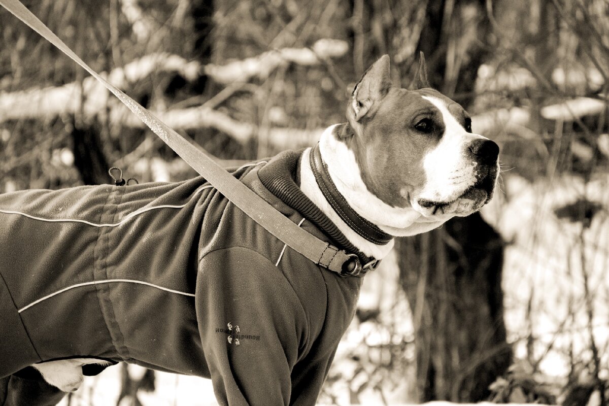 2015 год, Брюс на тренировке на нём как раз ошейник Collar и портит картинку страшная брезентовая привязь))