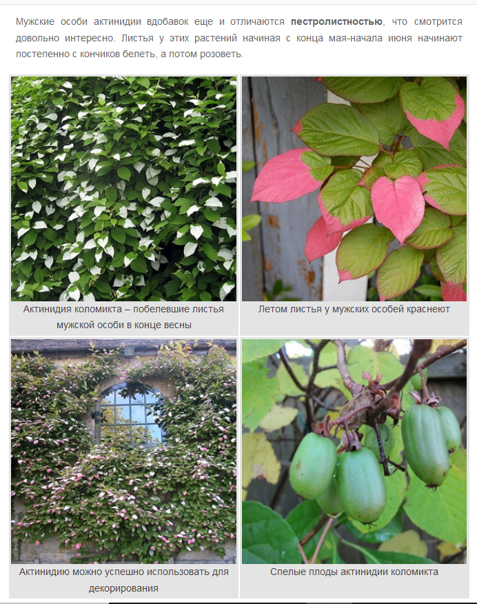 Листья и плоды актинидии очень декоративные
