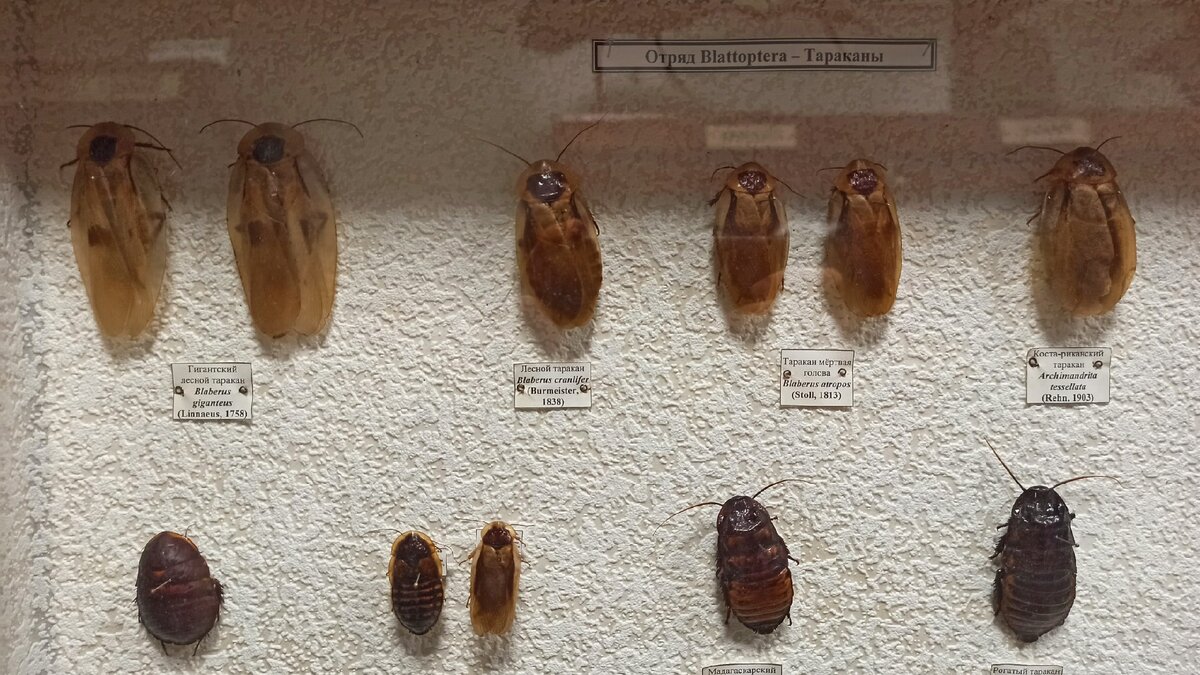 отряд тараканы представители. класс насекомых отряд таракановые. разновидности тараканов. таракановые прямокрылые уховертки поденки.