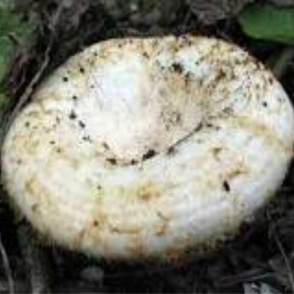 Груздь настоящий