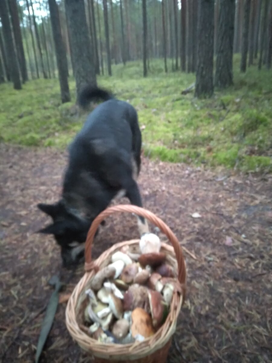 Грибник Рекс