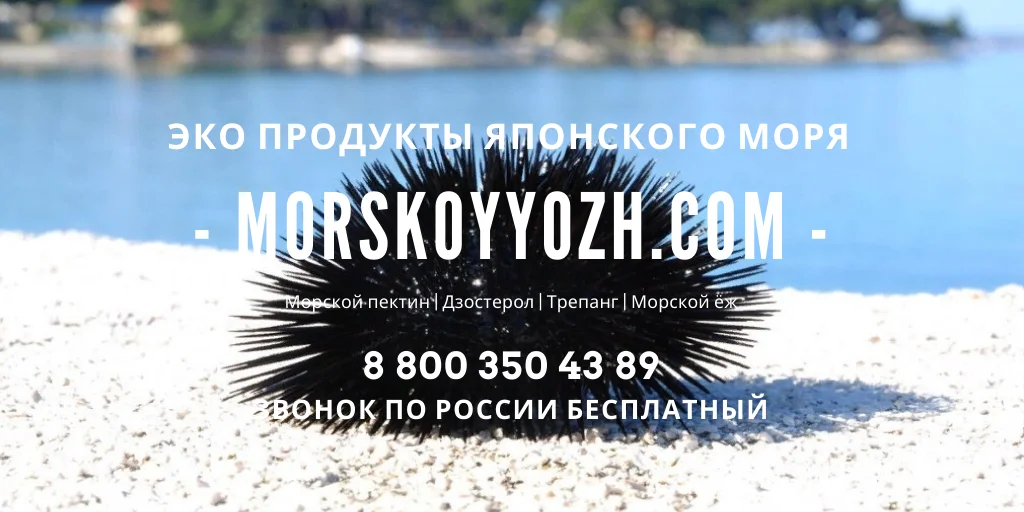 Банер морского ежа