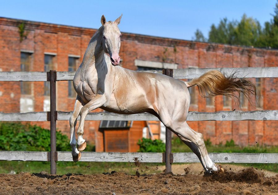 Ахалтекинец: Способности «совершенной» породы лошадей. Почему она претендует на идеал?3
