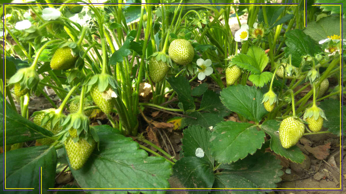 Клубника. Собственное фото.