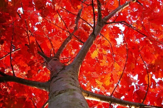 Крона красного дуба