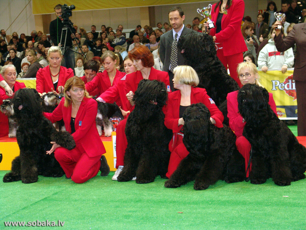  Выставка собак. Черный терьер Источник balticom-228-8.balticom.lv