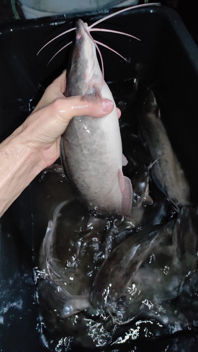 На фото рыба возрастом 5 месяцев