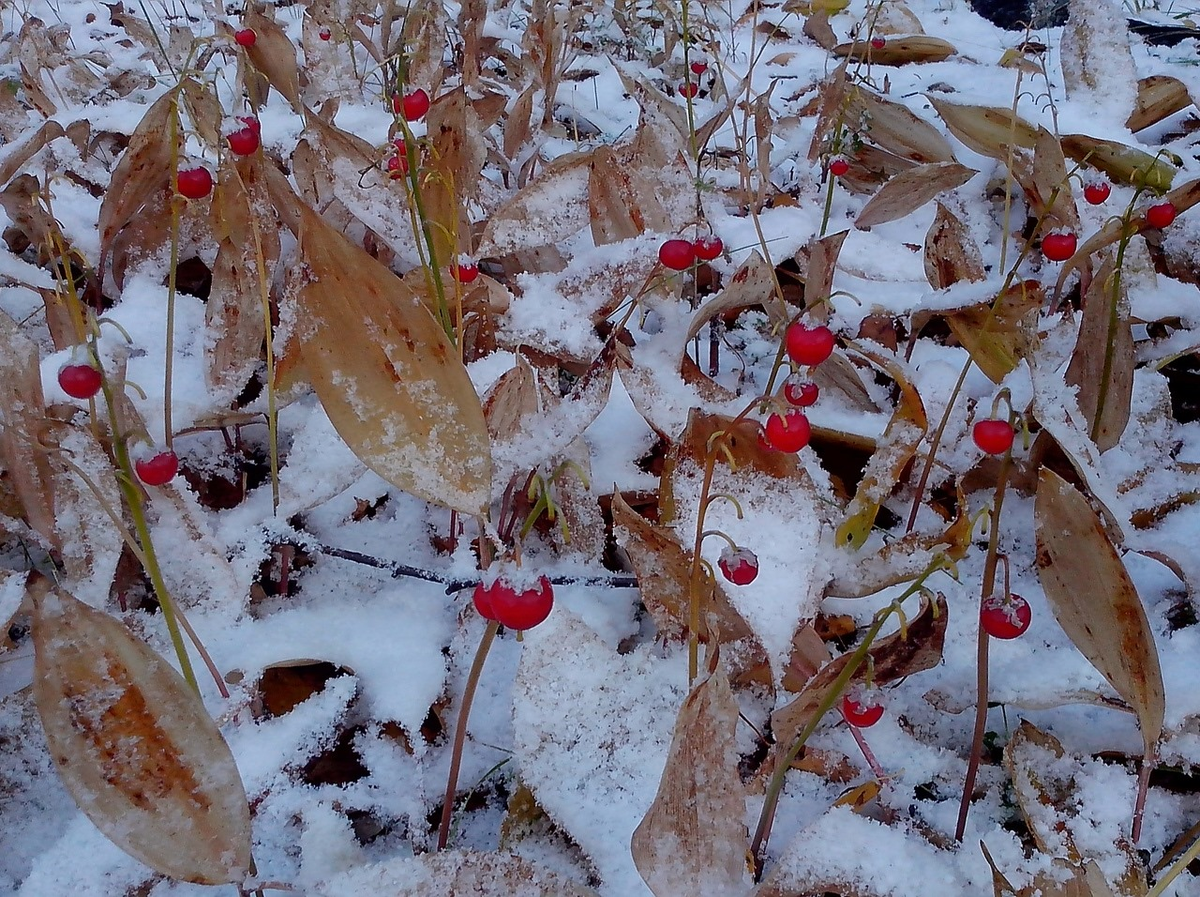 Ландыши под снегом Академгородок Новосибирск