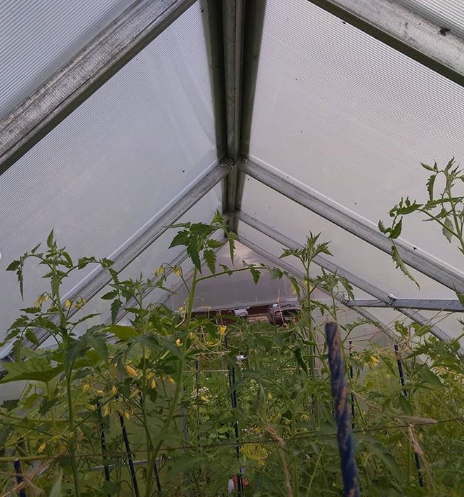 Высота кустов томатов Де Барао Чёрный более 200 см.