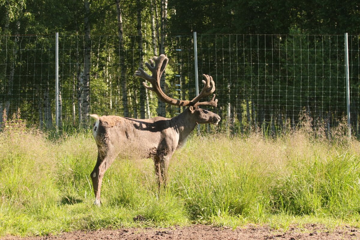 Нижегородский заповедник